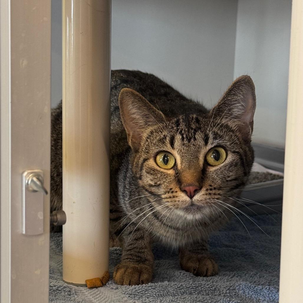 Enlarge Nueva, a Adoptable Domestic Short Hair in Wheeling, IL image 2/4
