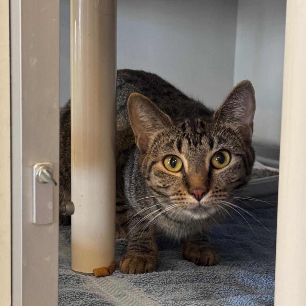 Enlarge Nueva, a Adoptable Domestic Short Hair in Wheeling, IL image 3/4
