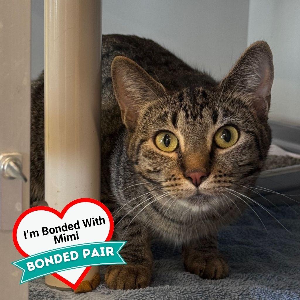 Enlarge Nueva, a Adoptable Domestic Short Hair in Wheeling, IL image 4/4