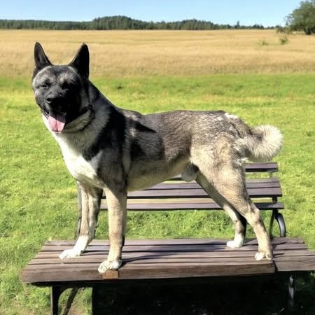 Mars Akita thumbnail 2