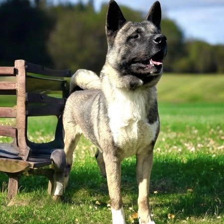 Mars Akita thumbnail 3