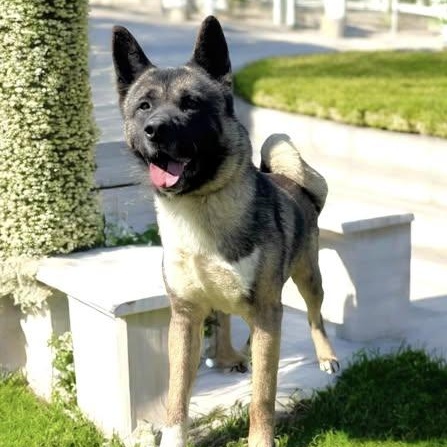 Mars Akita thumbnail 5