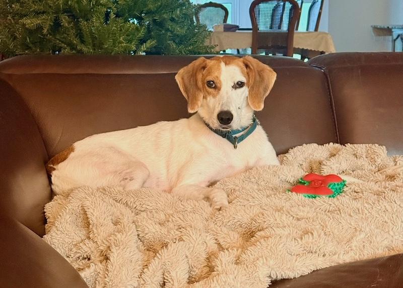 Enlarge Patches, a Adoptable mixed breed in Palm City, FL image 5/6