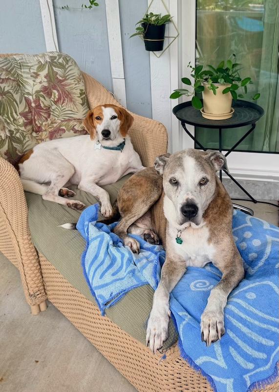 Enlarge Patches, a Adoptable mixed breed in Palm City, FL image 4/6