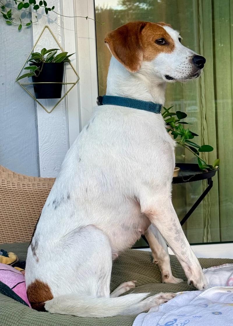 Enlarge Patches, a Adoptable mixed breed in Palm City, FL image 2/6