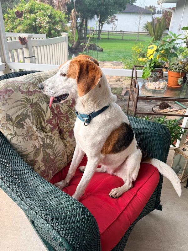 Enlarge Patches, a Adoptable mixed breed in Palm City, FL image 6/6