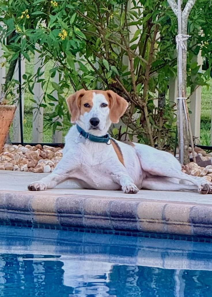 Patches, Adoptable, Adult Female Treeing Walker Coonhound & Brittany Spaniel.