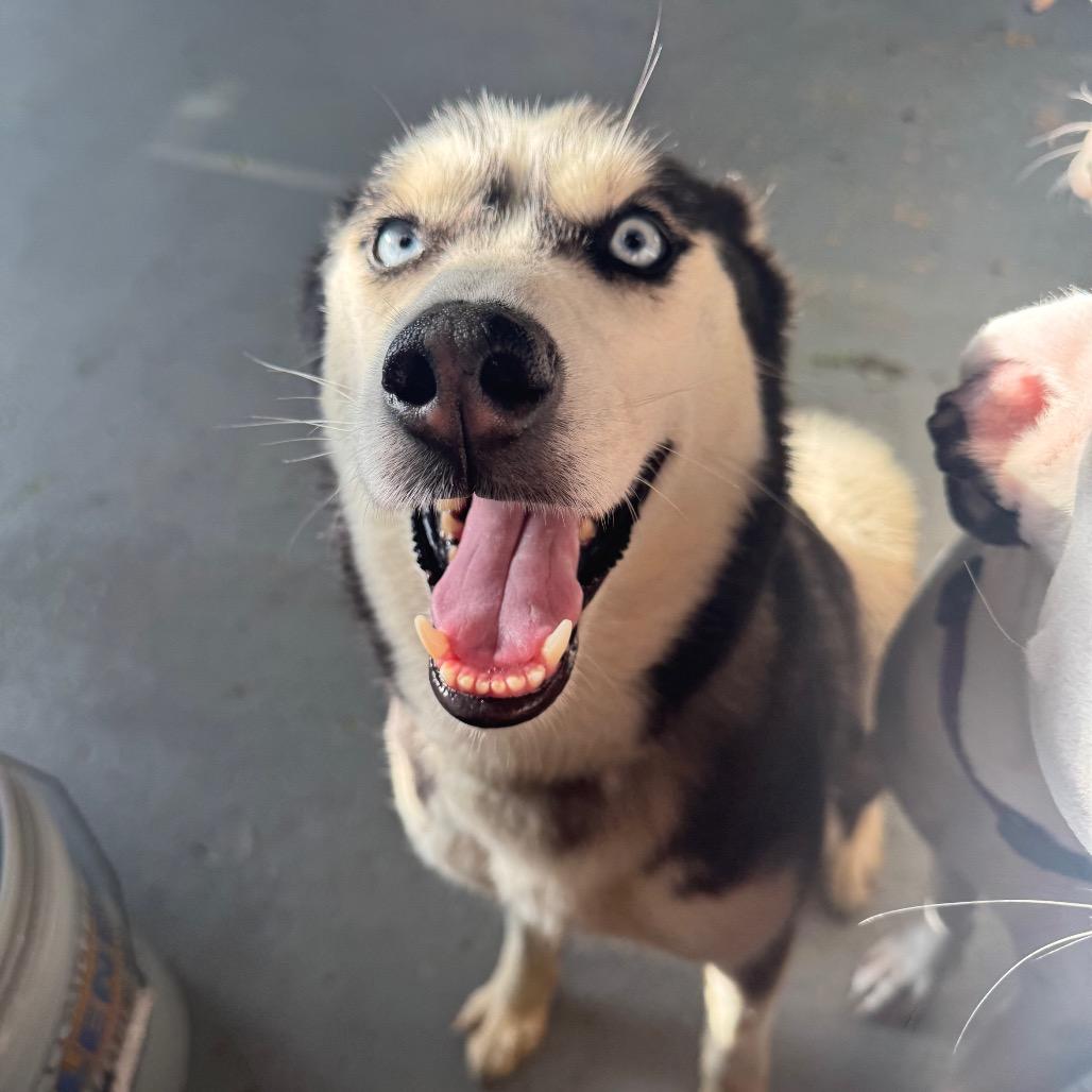 Cosha, Adoptable, Adult Female Siberian Husky.