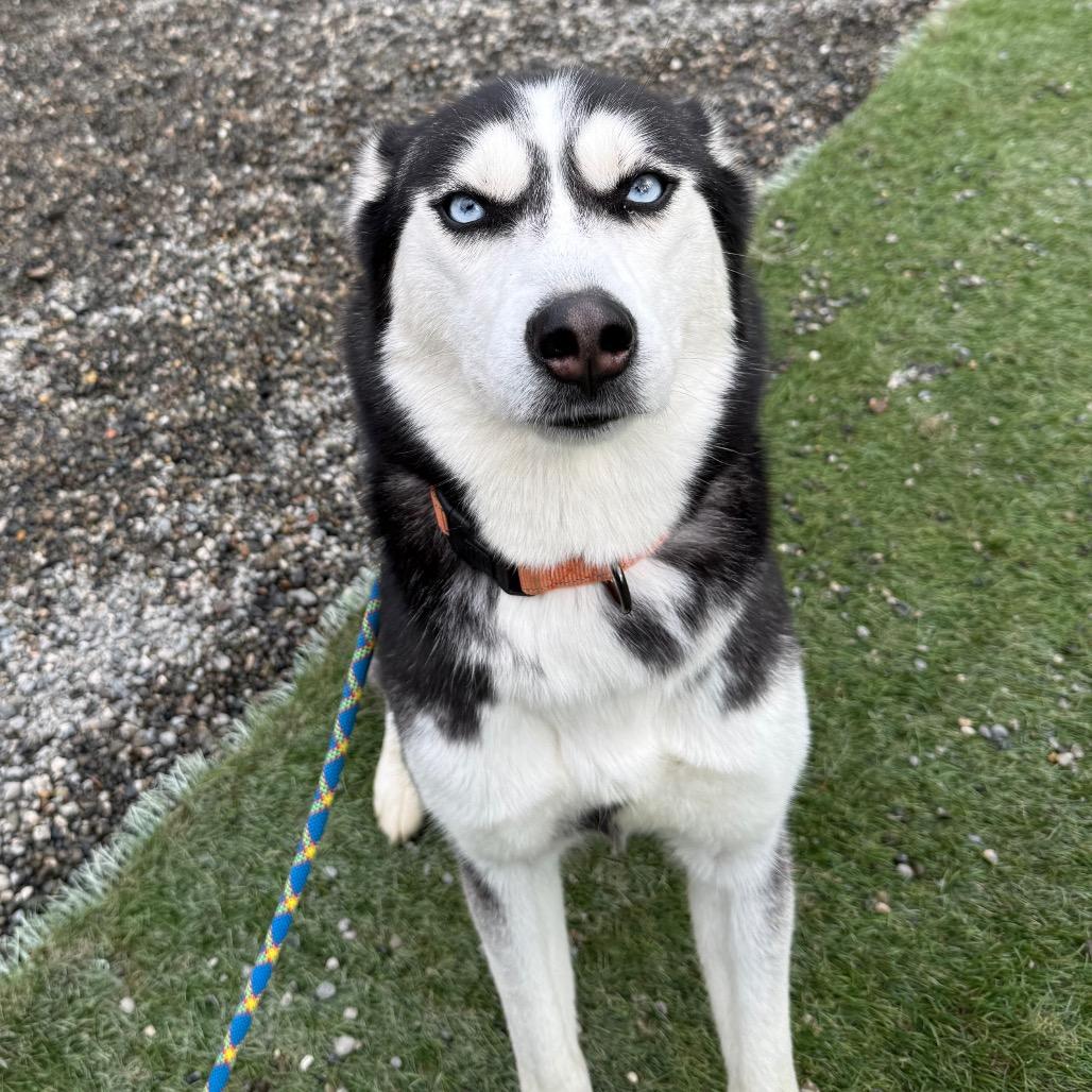 Enlarge Cosha, a Adoptable Siberian Husky in Tacoma, WA image 3/5