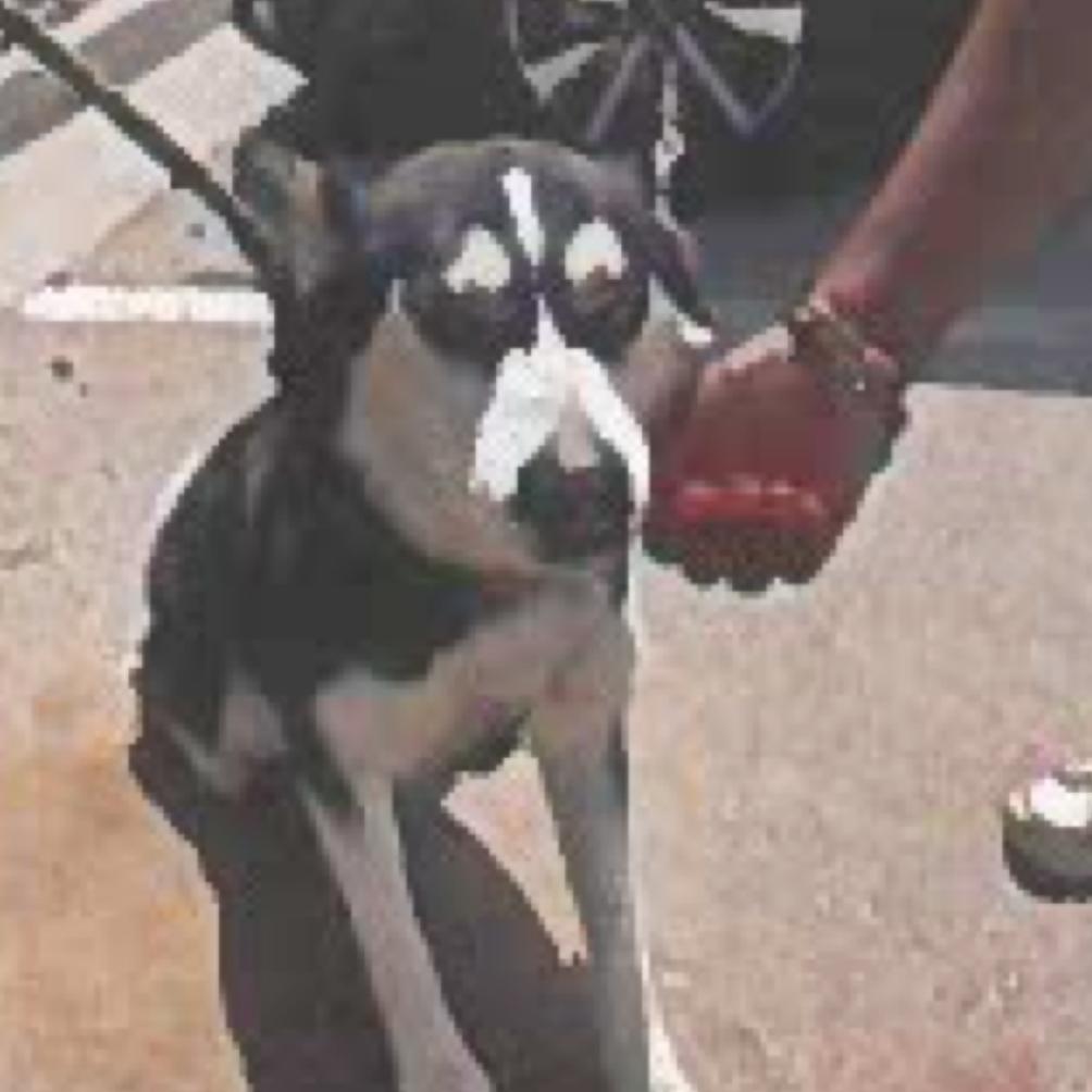 Enlarge Cosha, a Adoptable Siberian Husky in Tacoma, WA image 4/5