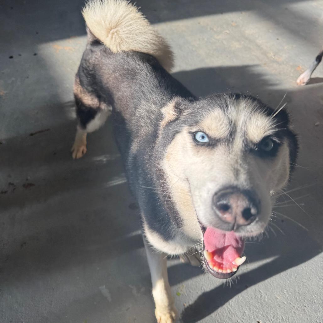 Enlarge Cosha, a Adoptable Siberian Husky in Tacoma, WA image 5/5