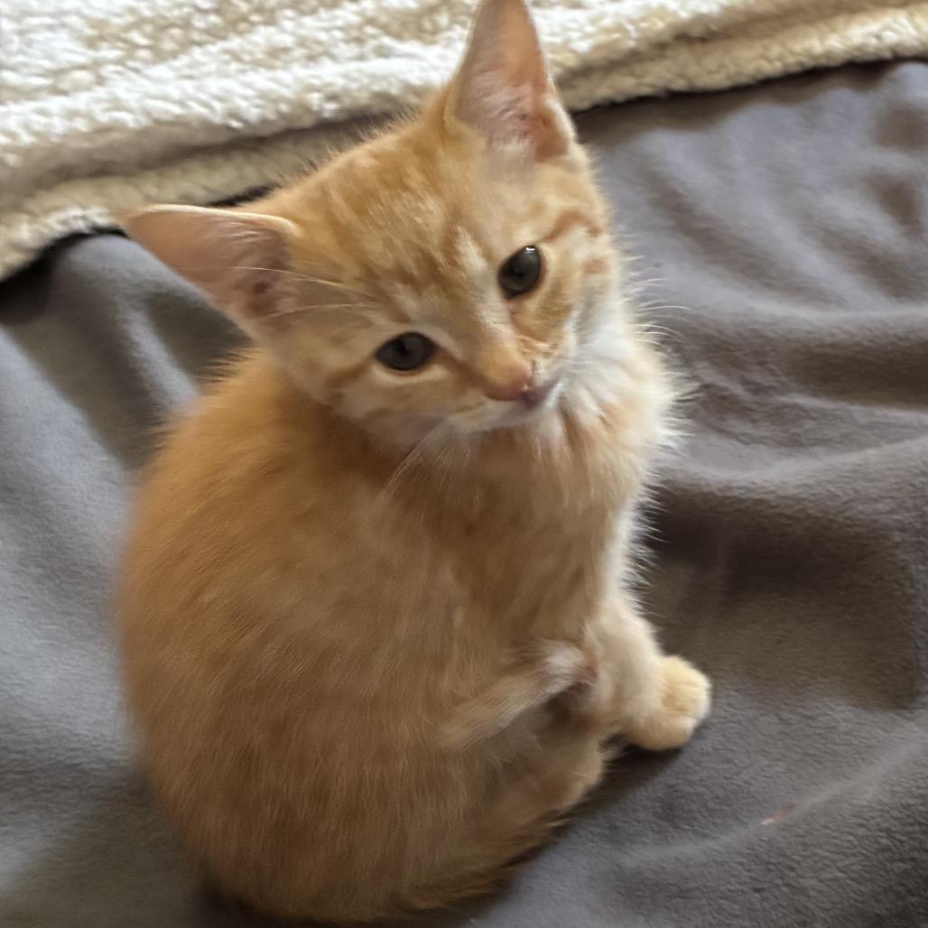 Enlarge Mango (King of the Pond), a Adoptable Domestic Short Hair in Germantown, MD image 1/5