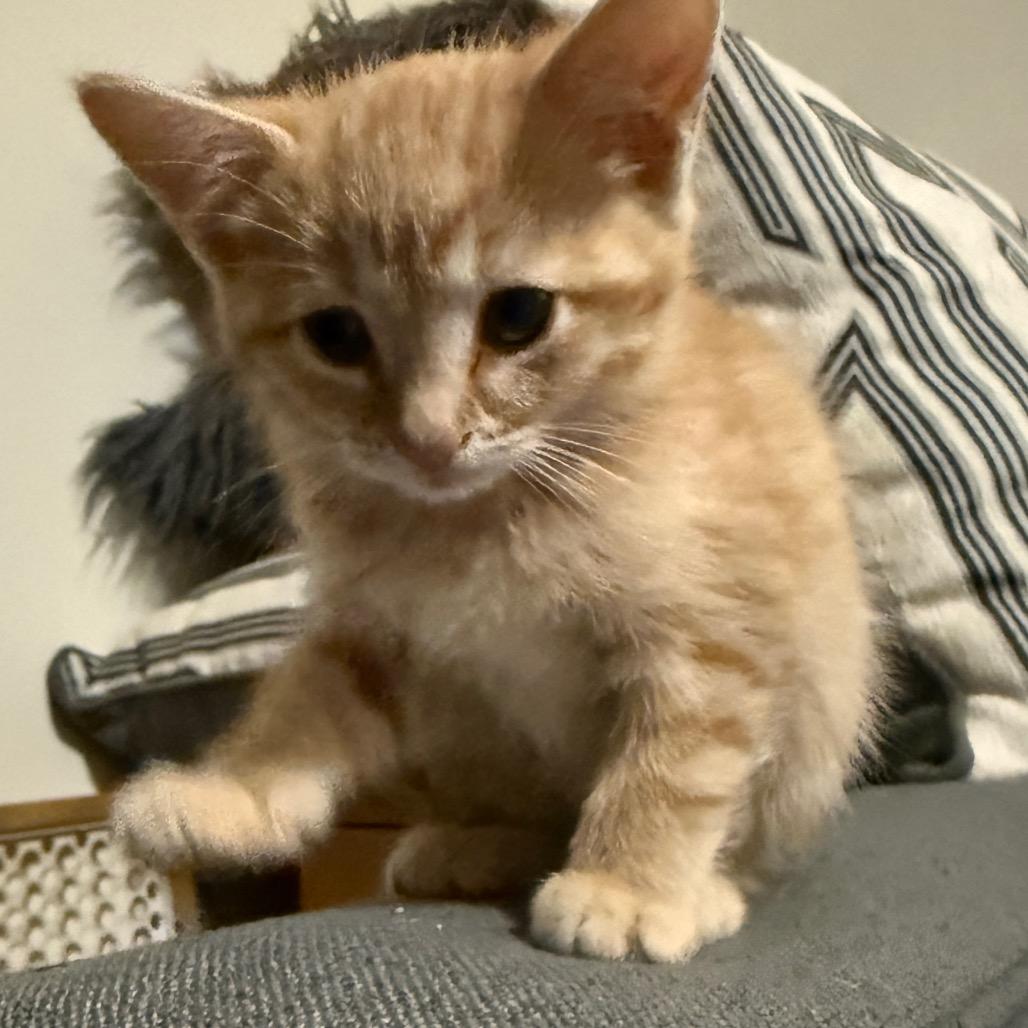 Enlarge Mango (King of the Pond), a Adoptable Domestic Short Hair in Germantown, MD image 2/5