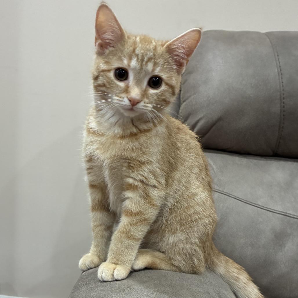 Enlarge Mango (King of the Pond), a Adoptable Domestic Short Hair in Germantown, MD image 3/5