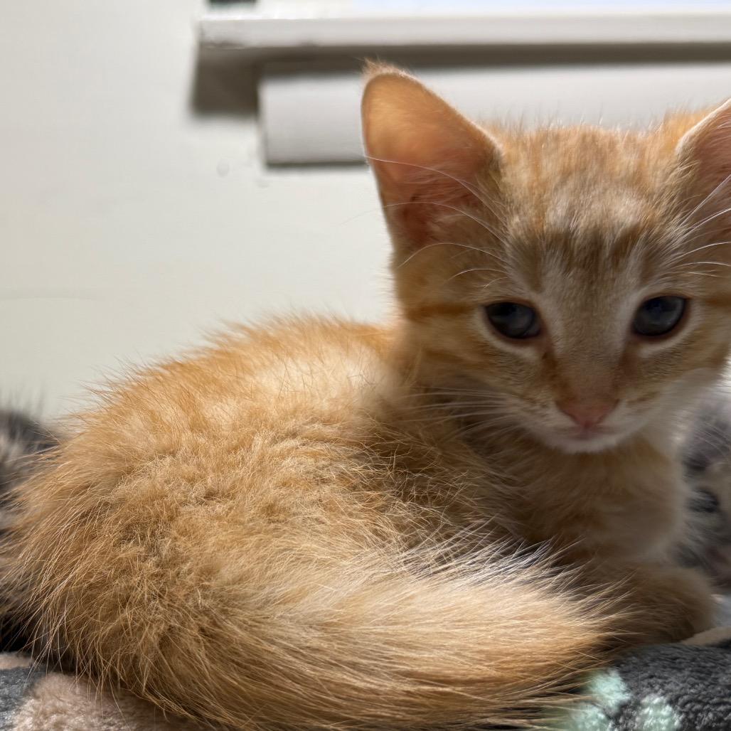 Enlarge Mango (King of the Pond), a Adoptable Domestic Short Hair in Germantown, MD image 4/5