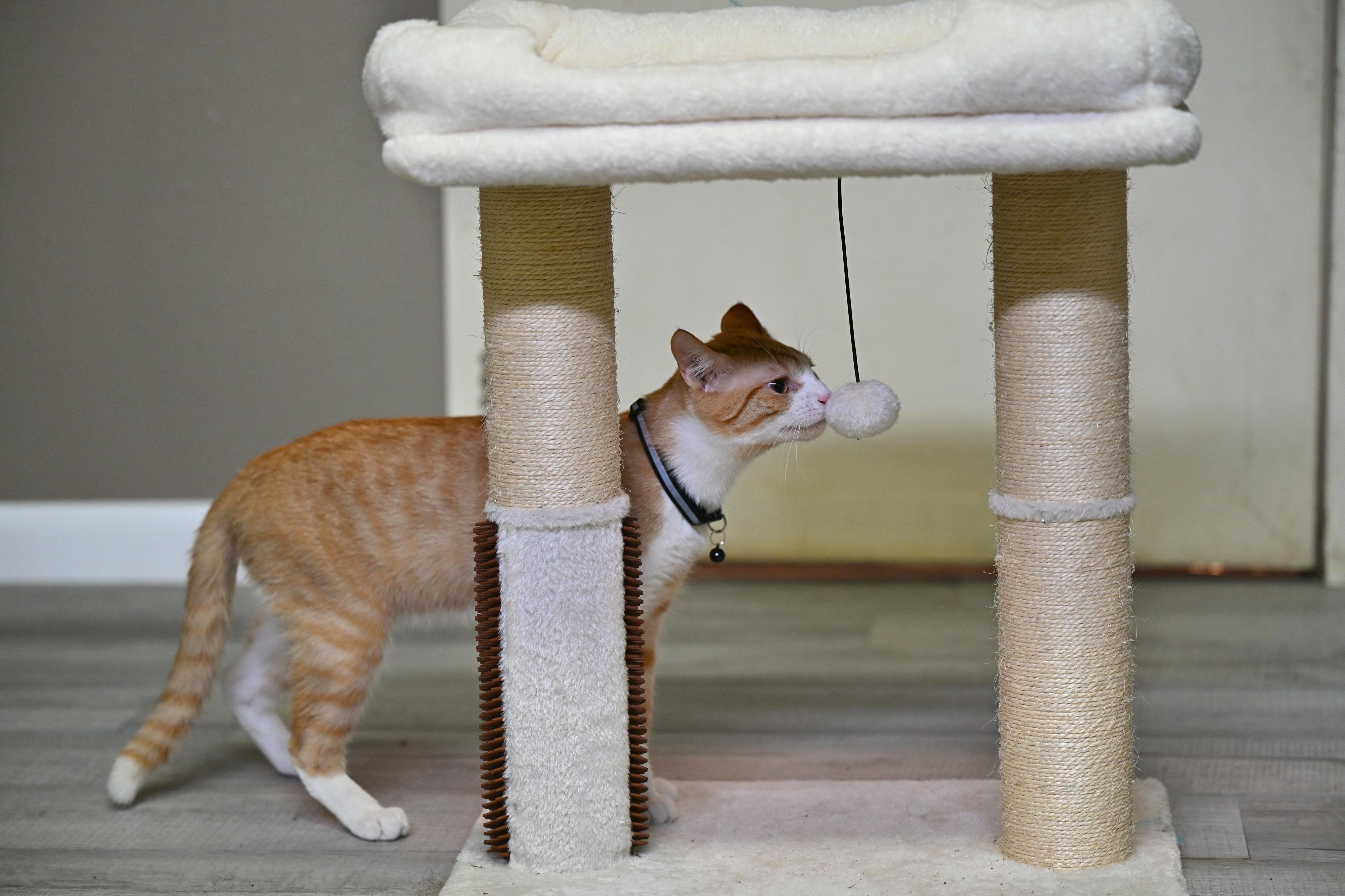 Enlarge Foxy, an adopted American Shorthair in Salem, NH image 3/4