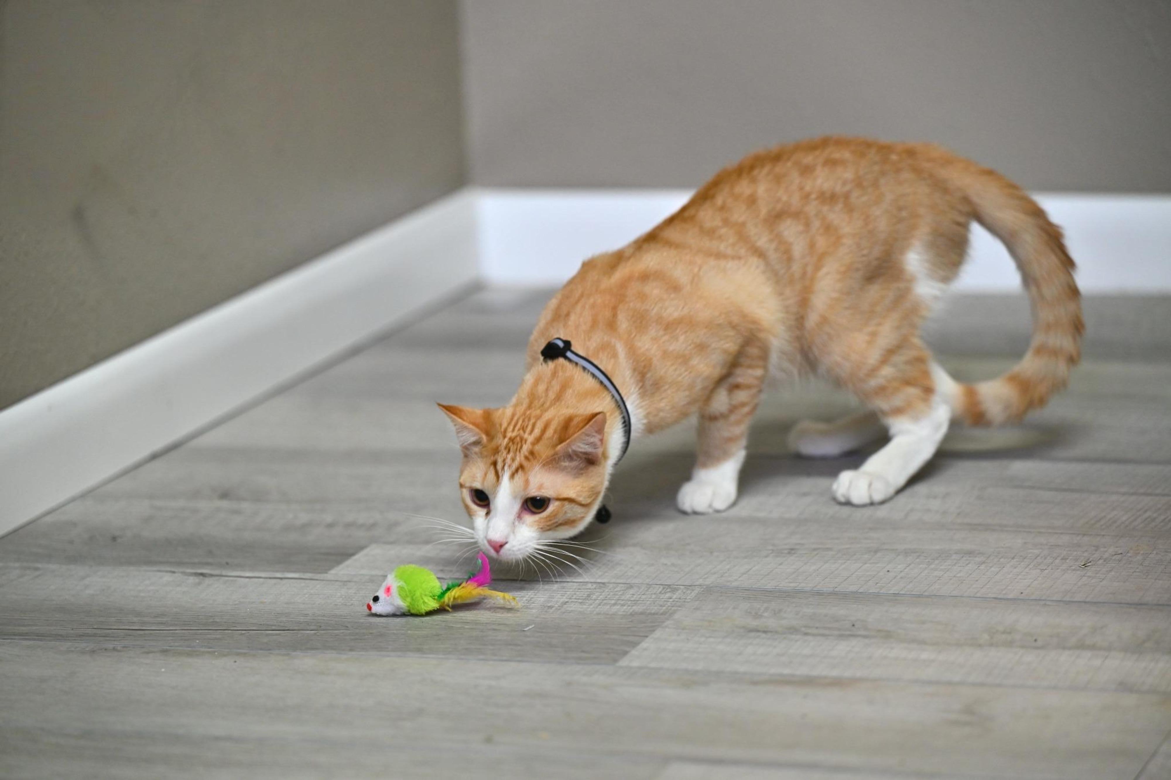 Enlarge Foxy, an adopted American Shorthair in Salem, NH image 4/4