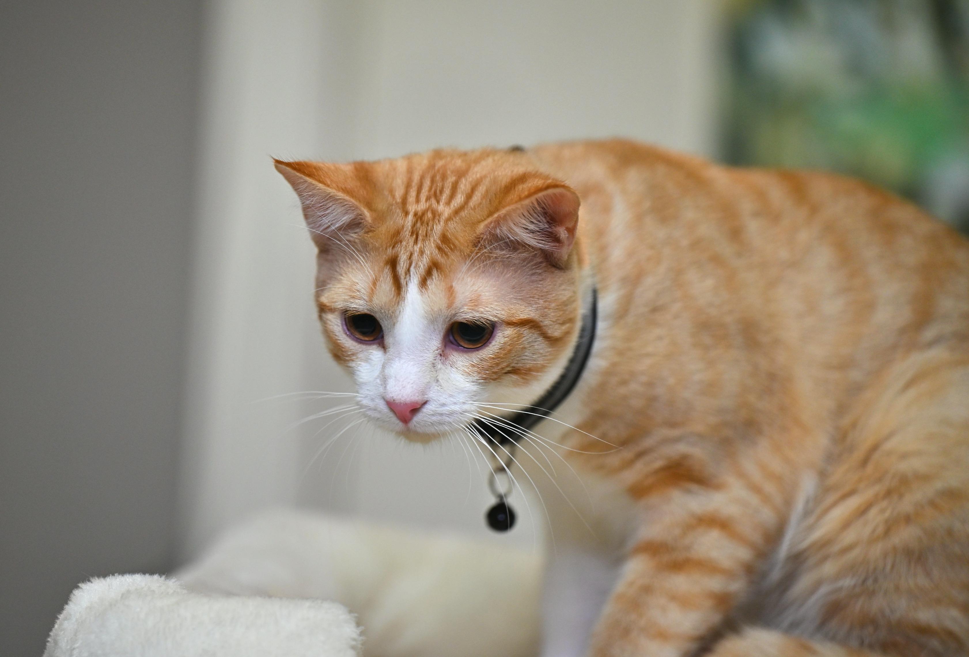 Enlarge Foxy, an adopted American Shorthair in Salem, NH image 2/4