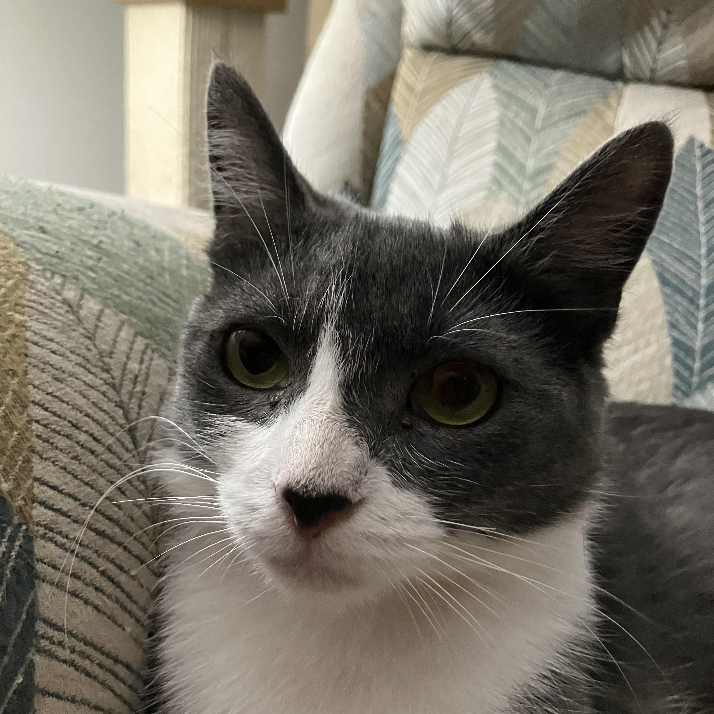 Birdie, a Adoptable Domestic Short Hair in Cedars, PA image 4/4