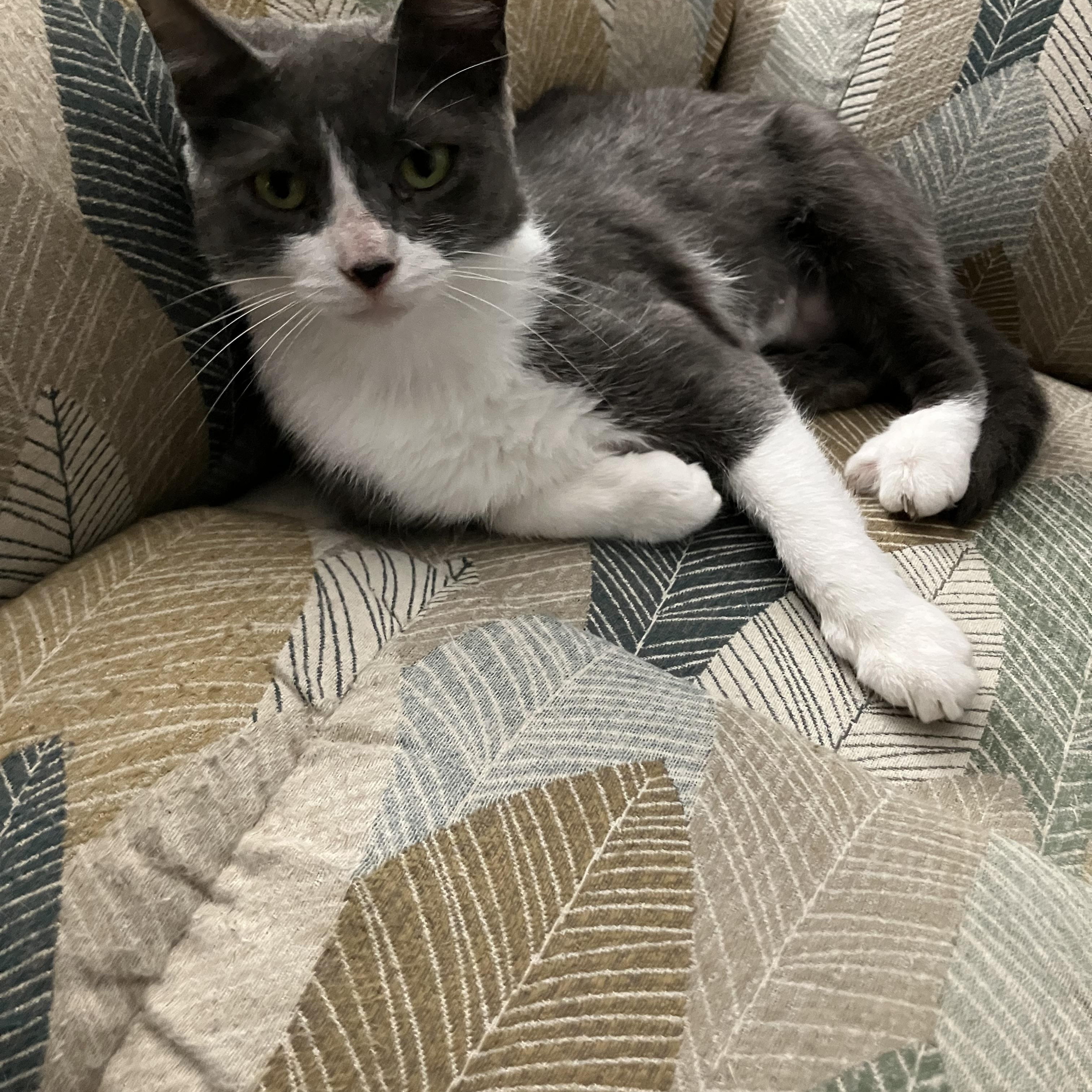 Birdie, a Adoptable Domestic Short Hair in Cedars, PA image 3/4