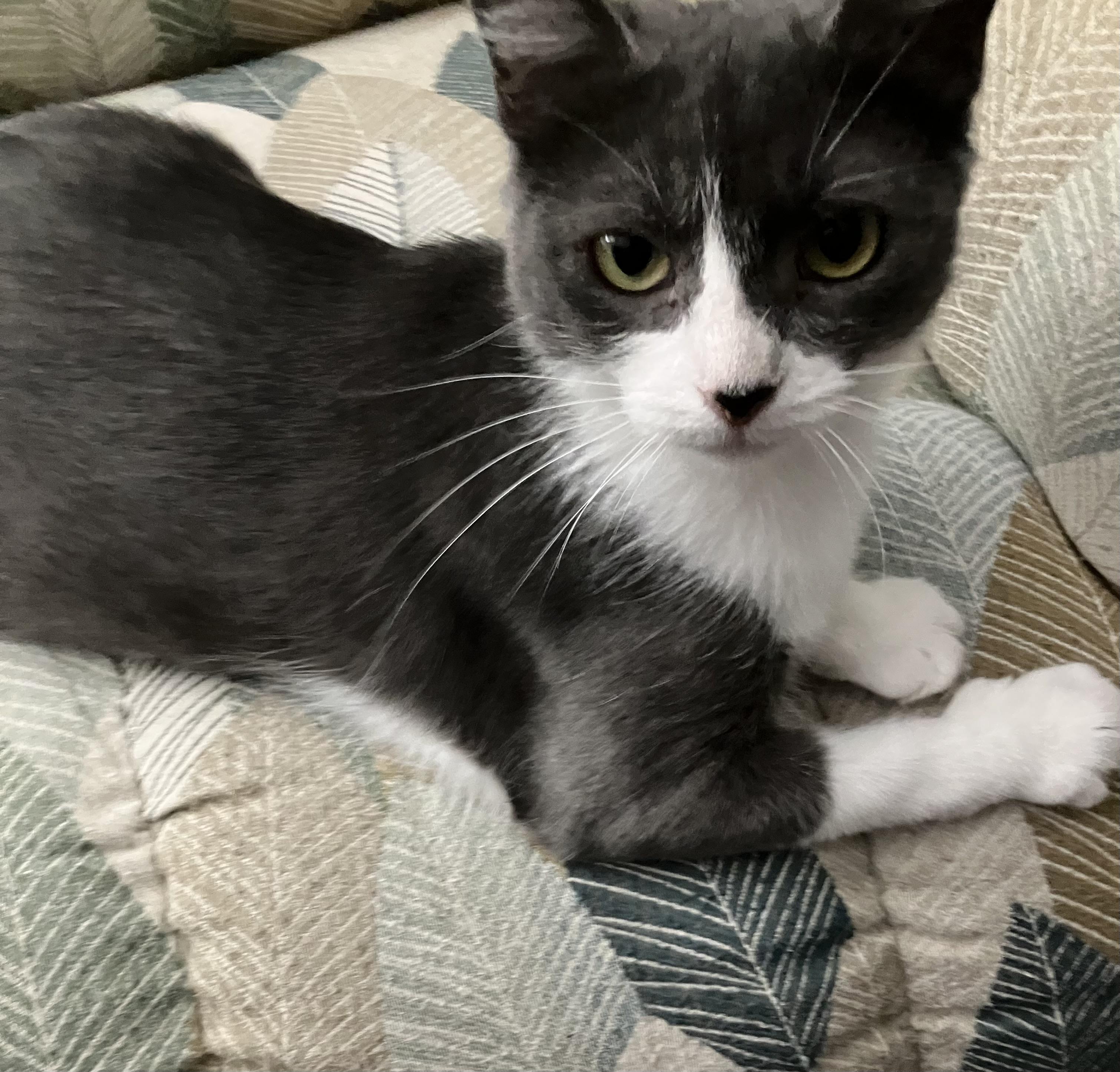 Birdie, a Adoptable Domestic Short Hair in Cedars, PA image 2/4