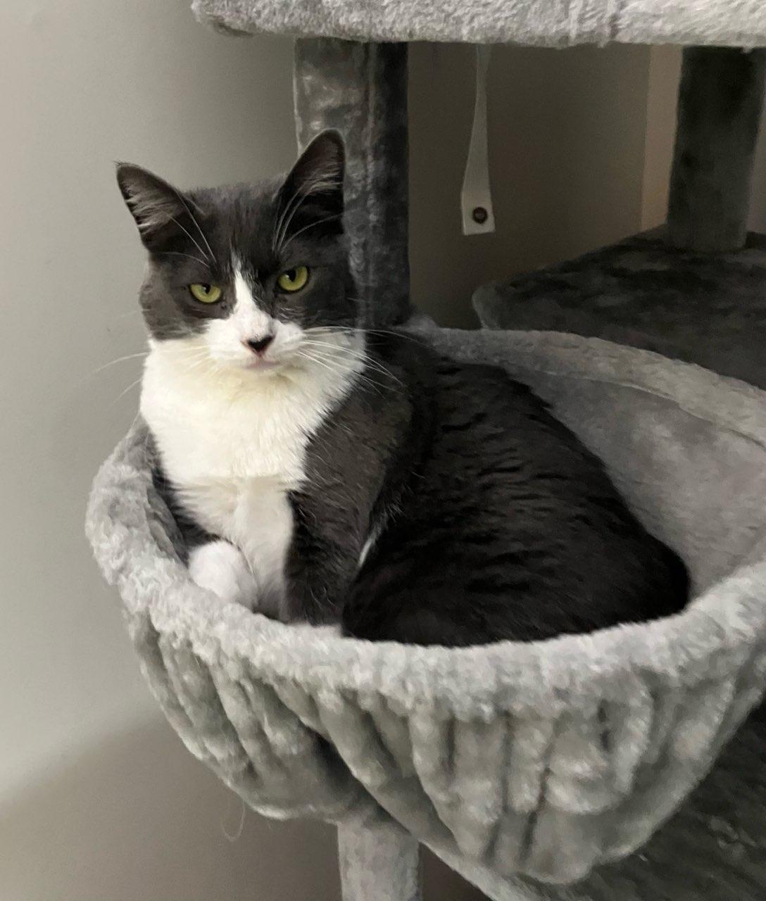 Enlarge Birdie, a Adoptable Domestic Short Hair in Cedars, PA image 4/5