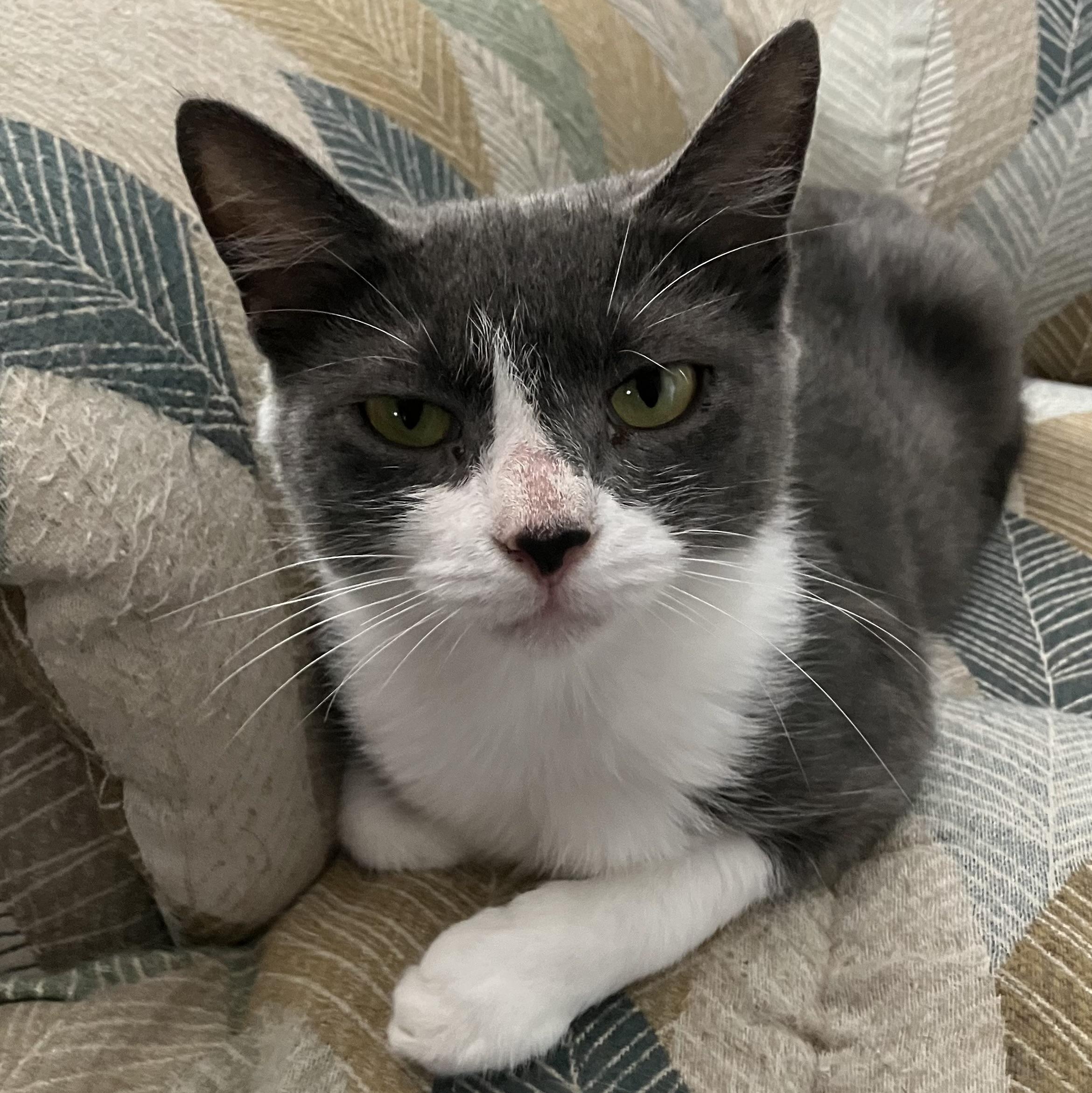 Birdie, a Adoptable Domestic Short Hair in Cedars, PA image 1/4