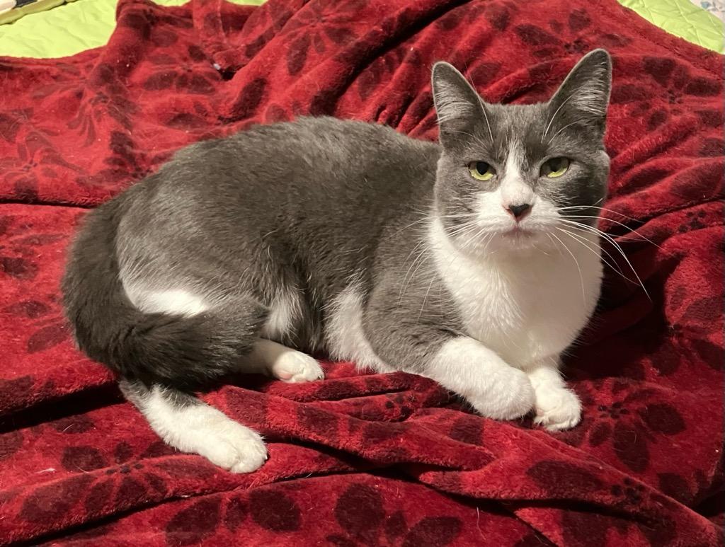 Enlarge Birdie, a Adoptable Domestic Short Hair in Cedars, PA image 3/5