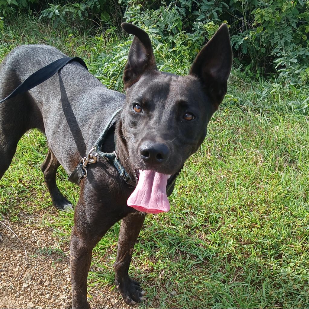 Enlarge Dana, a Adoptable Mixed Breed in Vieques, PR image 2/6