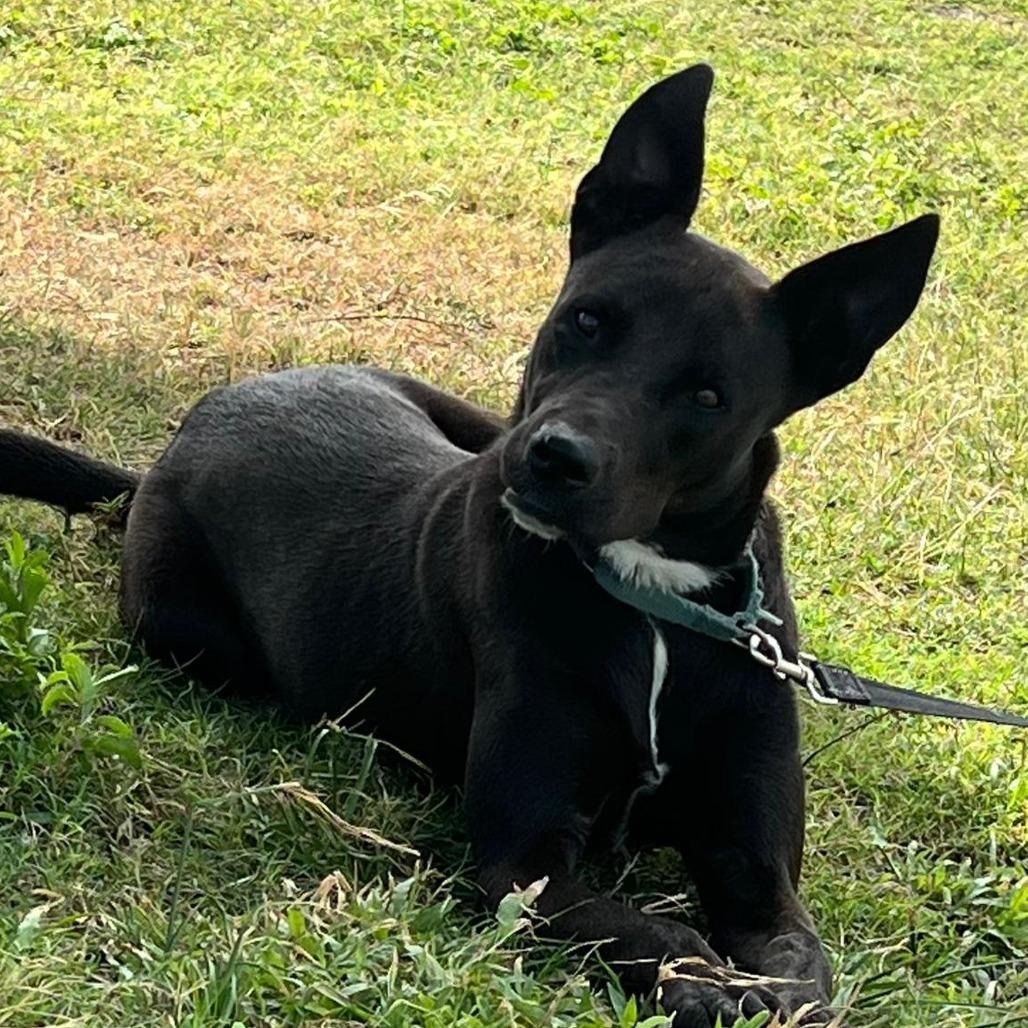 Enlarge Dana, a Adoptable Mixed Breed in Vieques, PR image 3/6