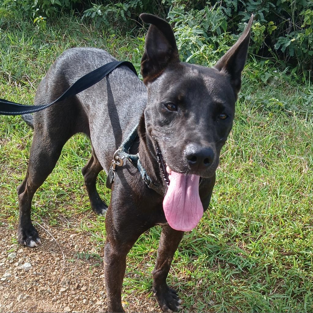 Enlarge Dana, a Adoptable Mixed Breed in Vieques, PR image 2/6