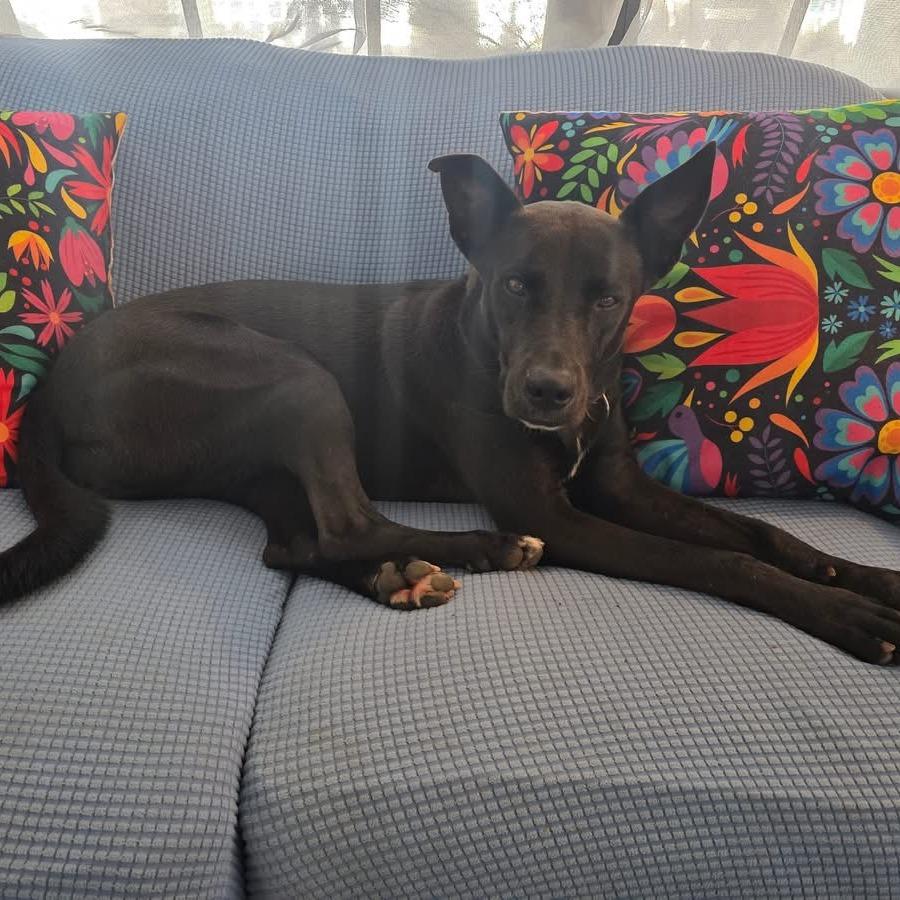 Enlarge Dana, a Adoptable Mixed Breed in Vieques, PR image 4/6