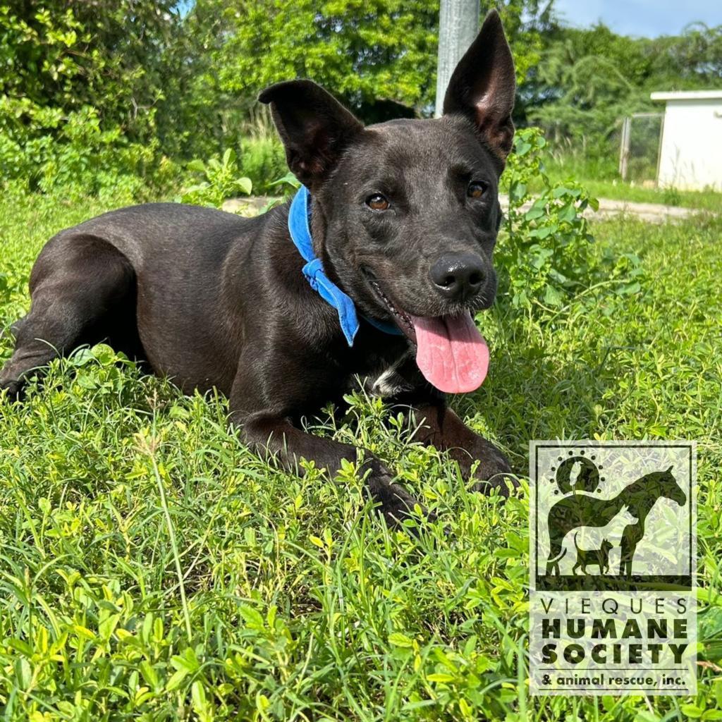 Enlarge Dana, a Adoptable Mixed Breed in Vieques, PR image 5/6