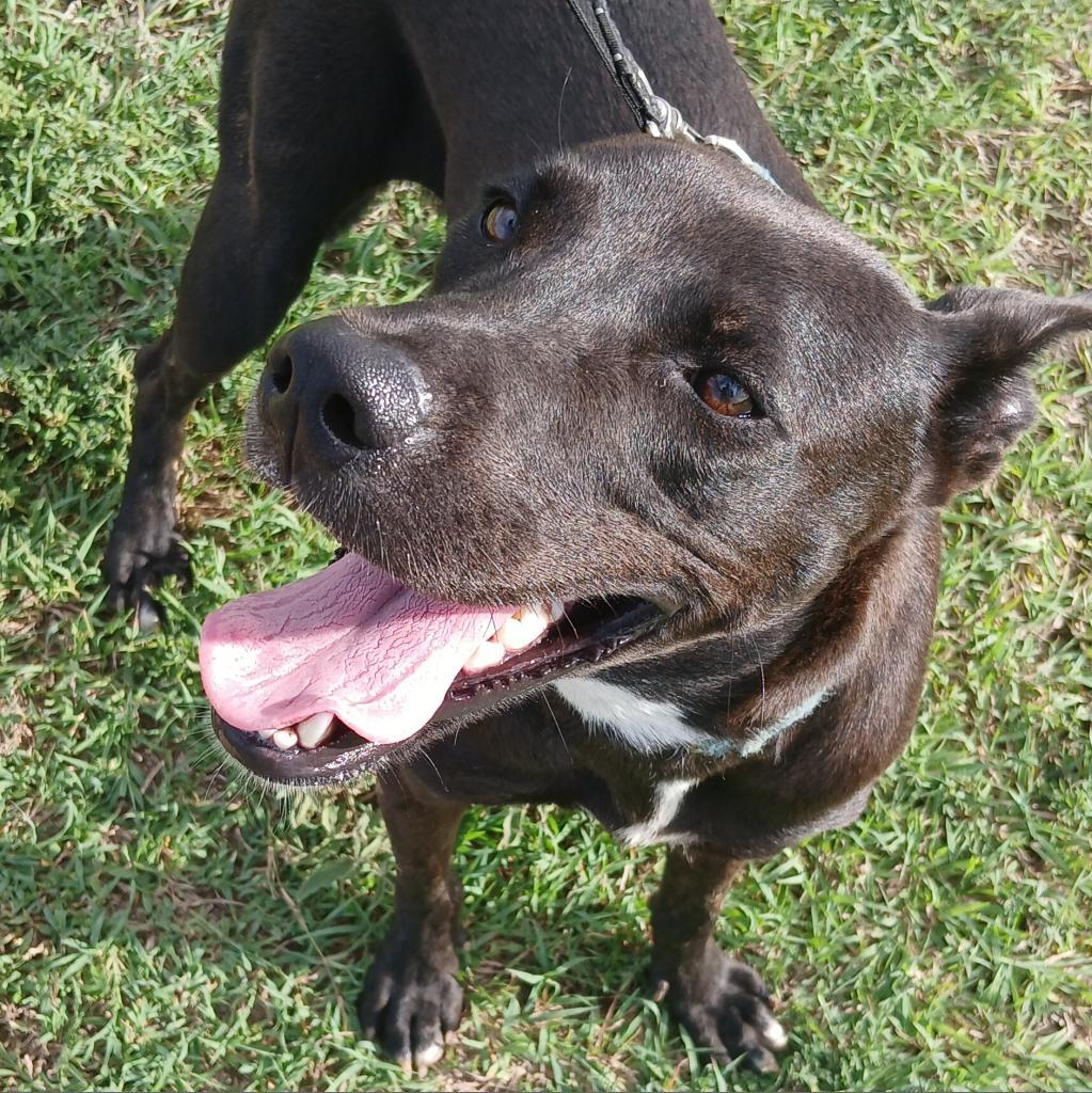 Enlarge Dana, a Adoptable Mixed Breed in Vieques, PR image 6/6