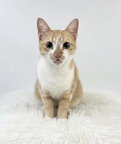 Ranger Rick(Sponsored), Adoptable, Adult Male Domestic Short Hair & Domestic Short Hair.