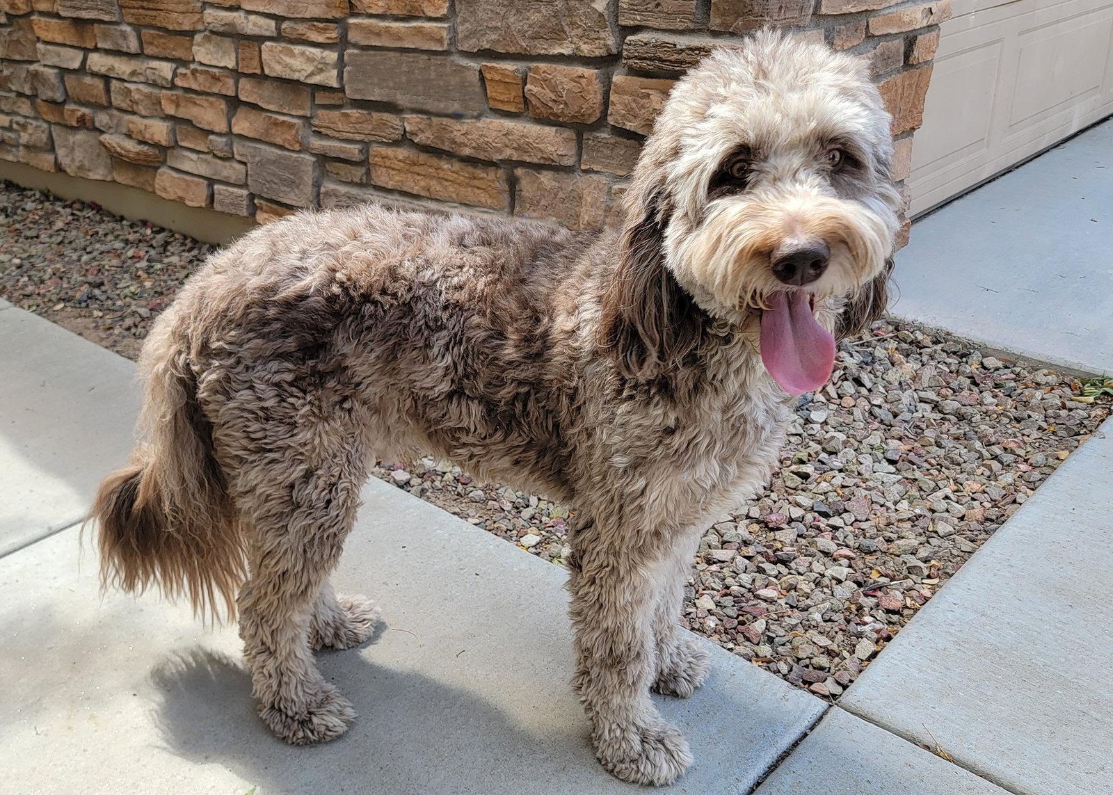 Jax, Adoptable, Young Male Golden Retriever & Standard Poodle.