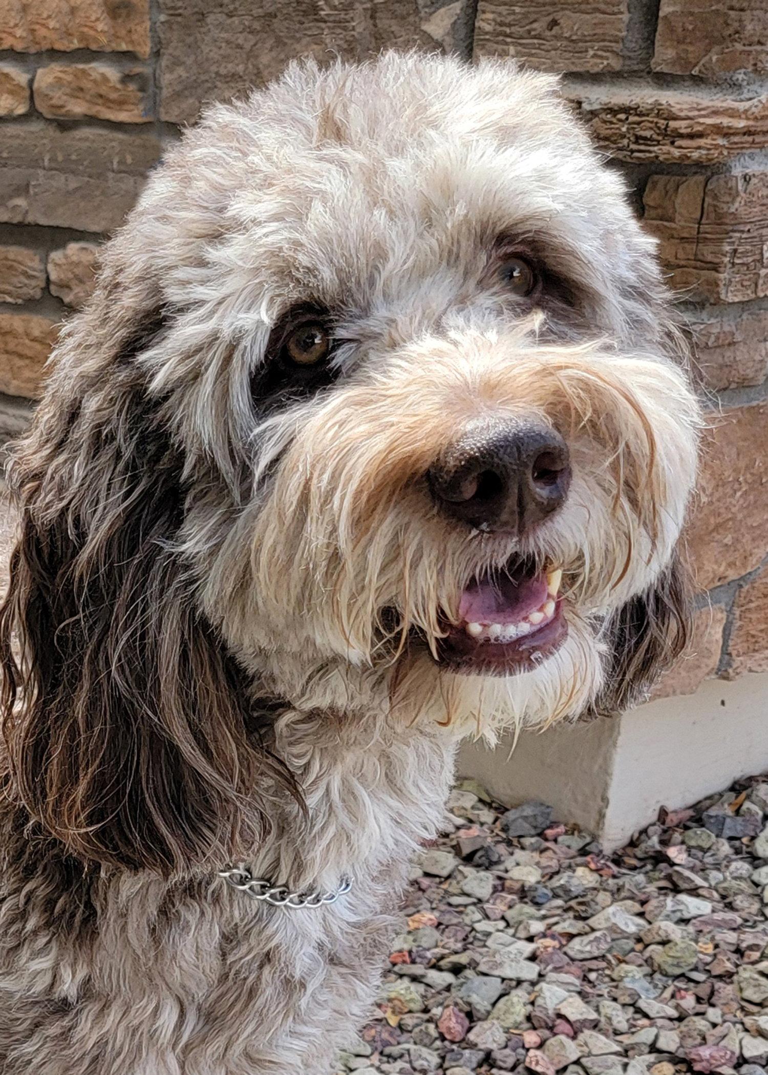 Enlarge Jax, a Adoptable mixed breed in Glendale, AZ image 2/3