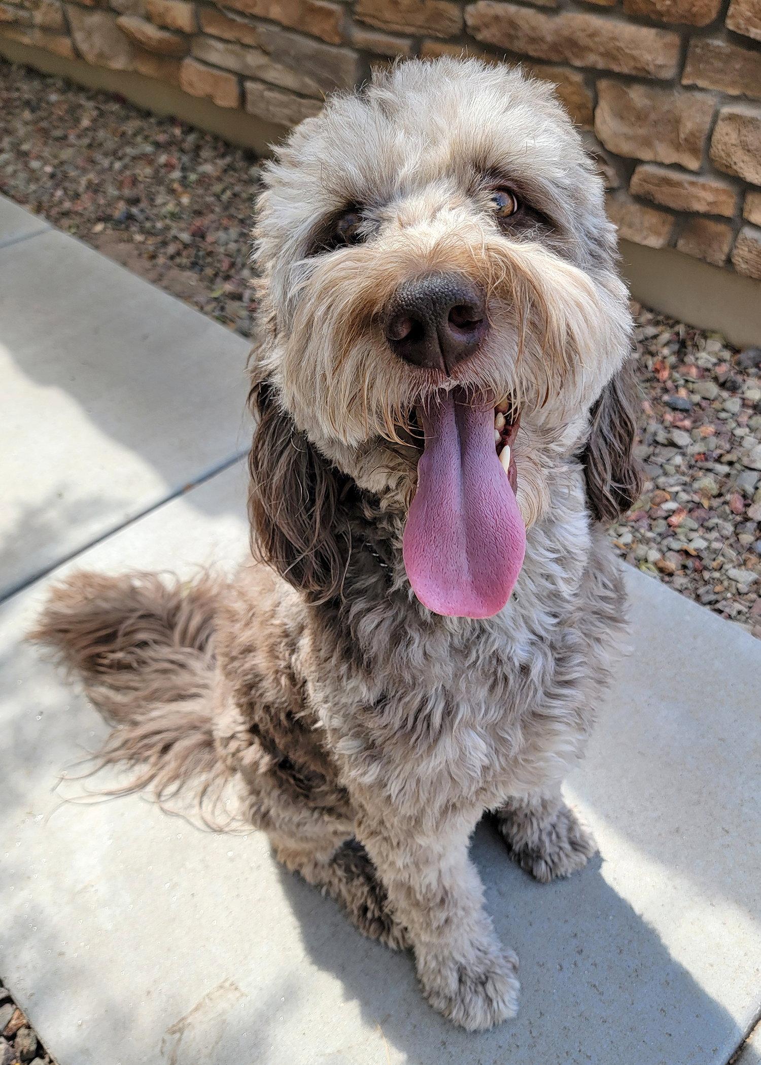 Enlarge Jax, a Adoptable mixed breed in Glendale, AZ image 3/3