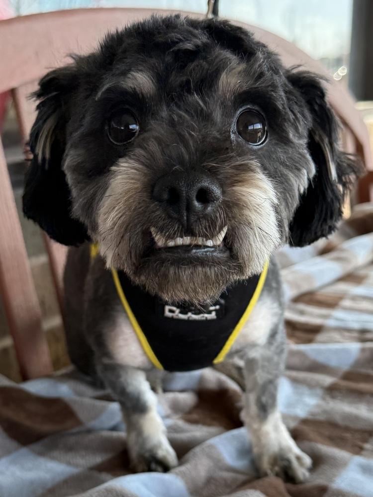 Plinko, Adoptable, Adult Male Poodle & Schnauzer.