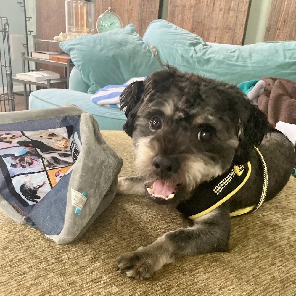 Plinko, a Adoptable mixed breed in Mundelein, IL image 2/4