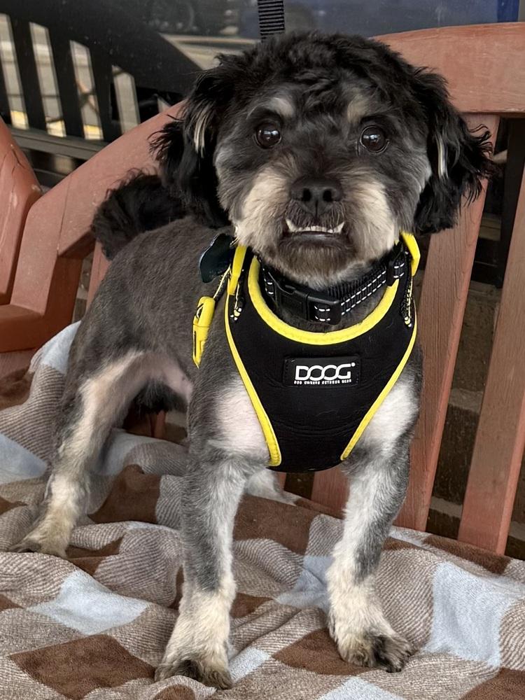 Plinko, a Adoptable mixed breed in Mundelein, IL image 4/4