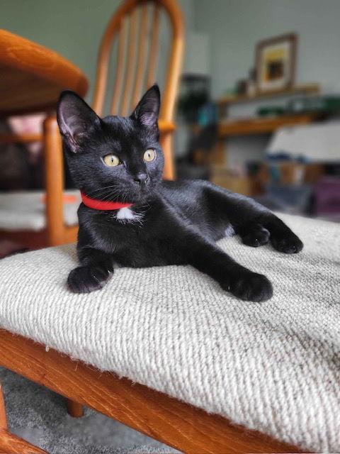 Skadi (& Smeagol) BONDED