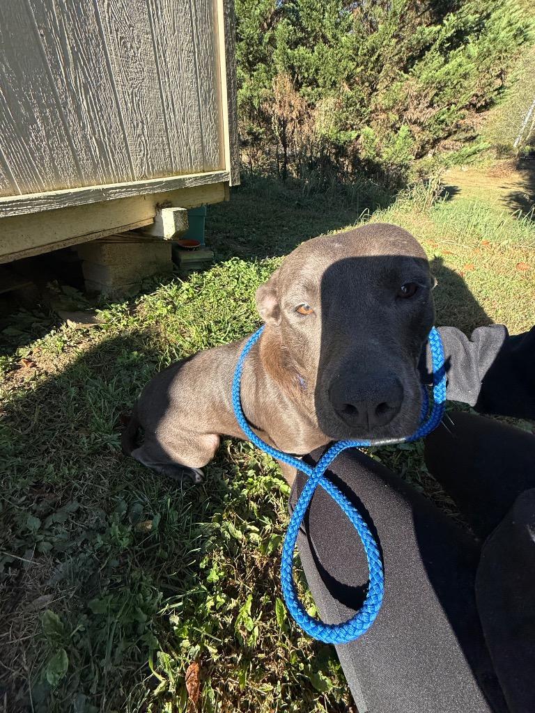 Enlarge Shelly, a Adoptable mixed breed in Erwin, TN image 1/2