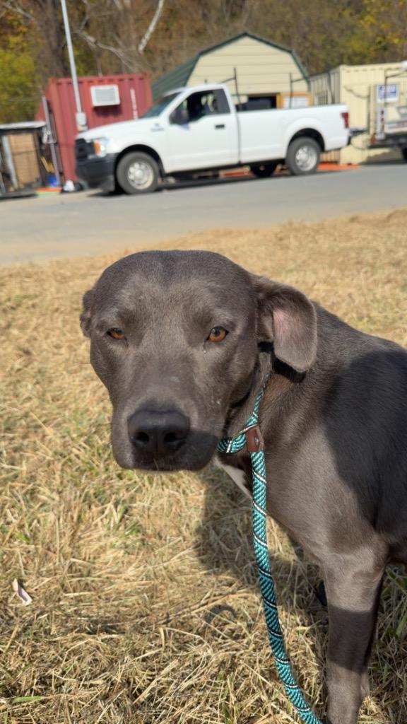Enlarge Shelly, a Adoptable mixed breed in Erwin, TN image 2/2