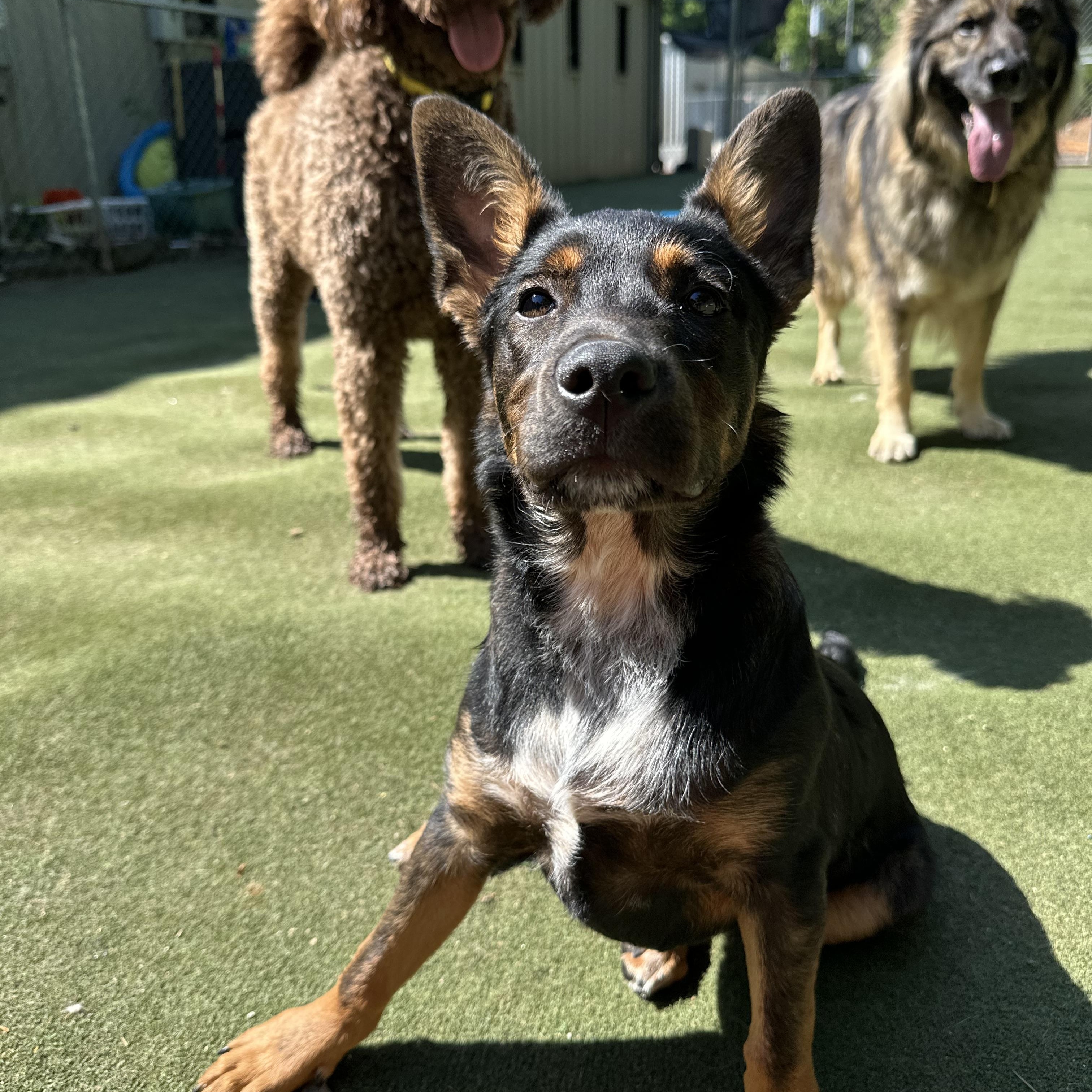 Enlarge Sir Newton, a ADOPTABLE mixed breed in Charlotte, NC image 1/6
