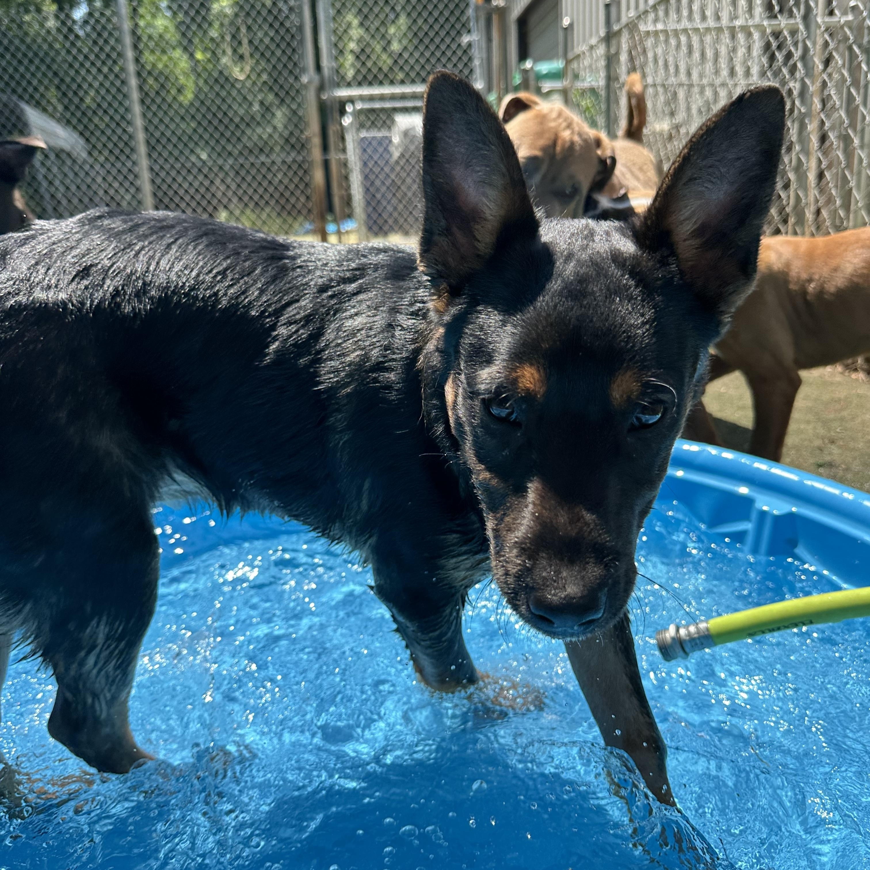 Enlarge Sir Newton, a ADOPTABLE mixed breed in Charlotte, NC image 6/6