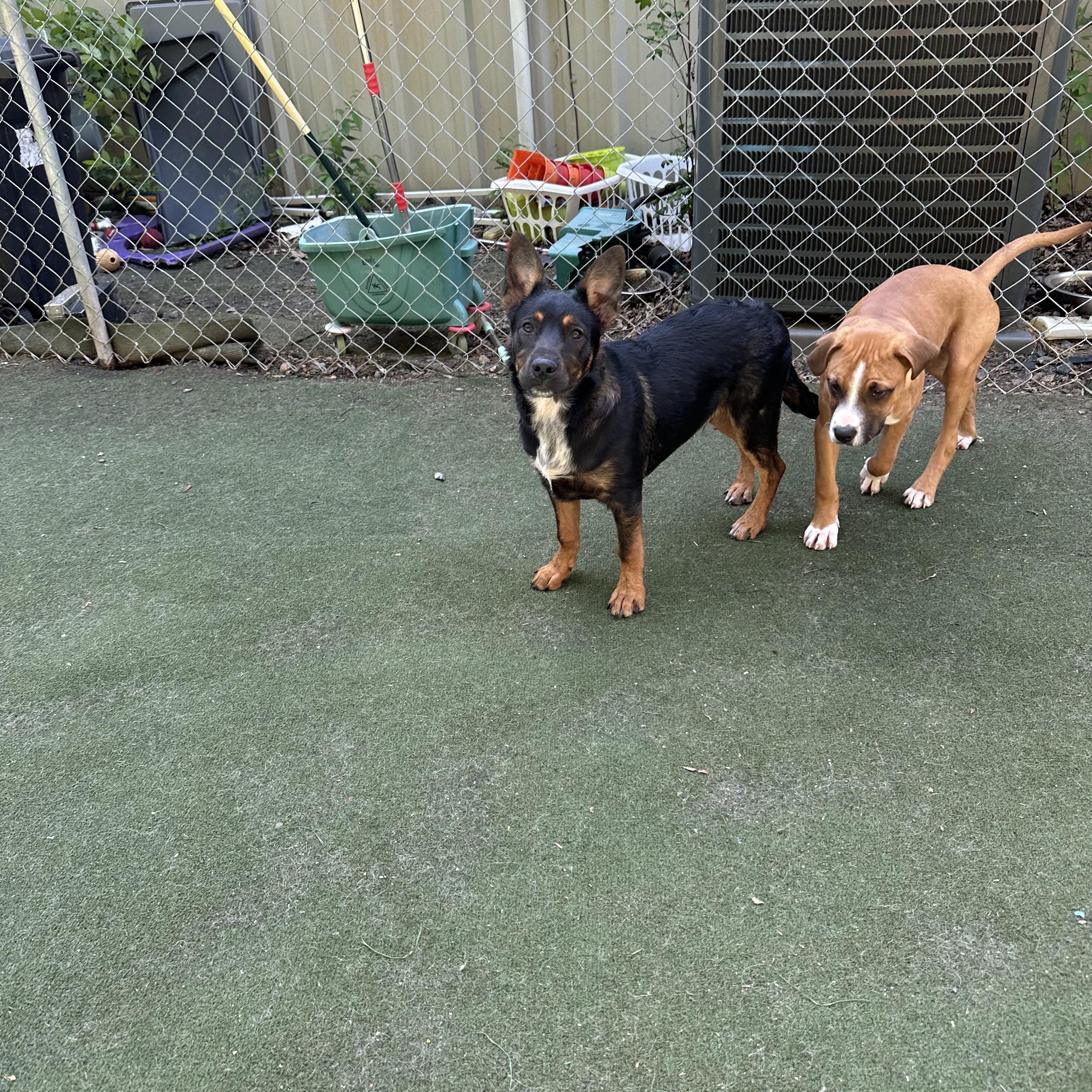 Enlarge Sir Newton, a ADOPTABLE mixed breed in Charlotte, NC image 2/6
