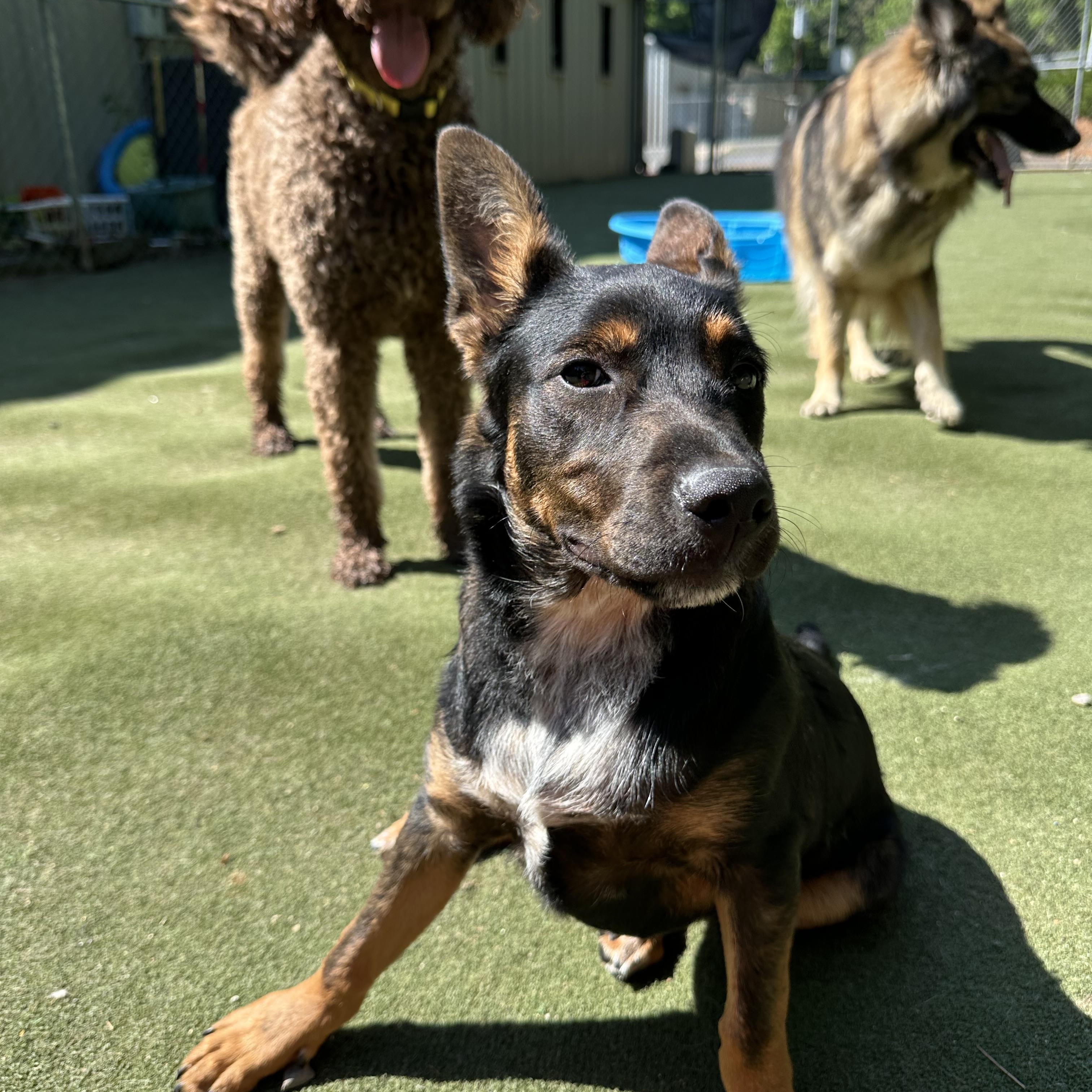Enlarge Sir Newton, a ADOPTABLE mixed breed in Charlotte, NC image 3/6