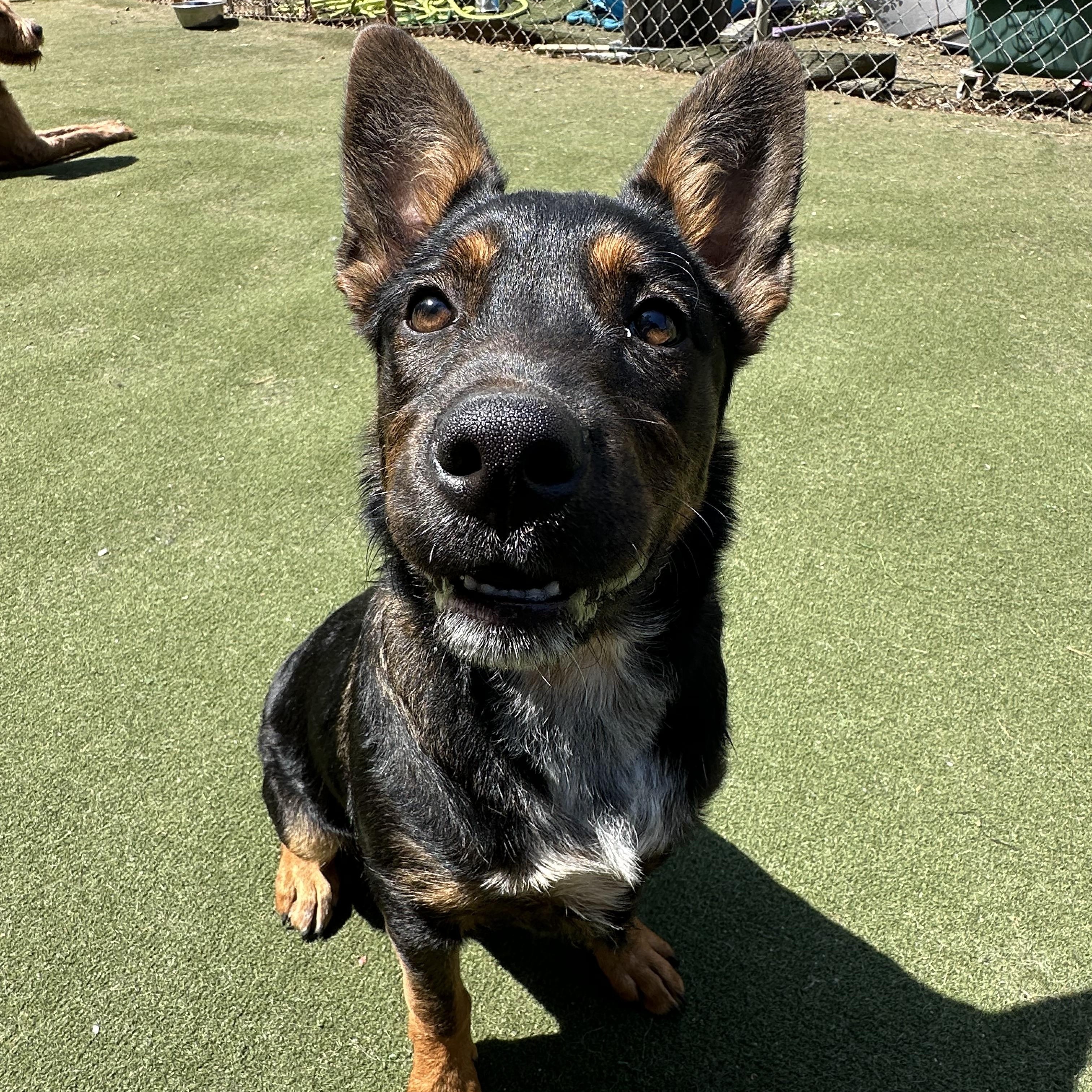 Enlarge Sir Newton, a ADOPTABLE mixed breed in Charlotte, NC image 4/6