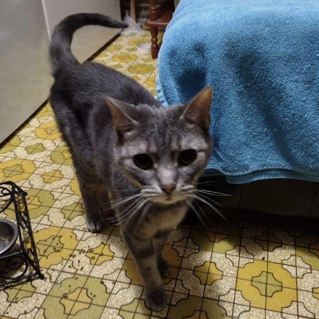 Grover, Adoptable, Adult Male Domestic Short Hair.